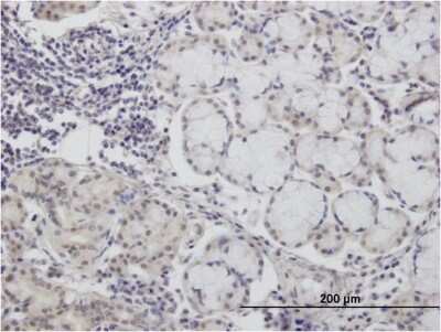Immunohistochemistry-Paraffin: CALML3 Antibody (2A11) [H00000810-M04]