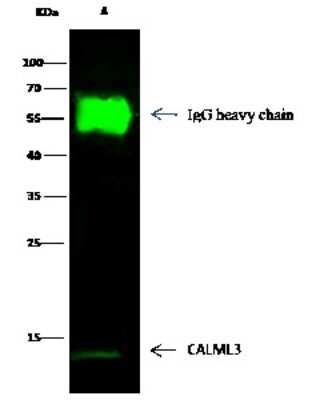 Immunoprecipitation: CALML3 Antibody [NBP3-00001]