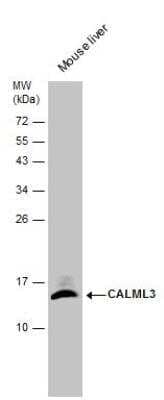 Western Blot: CALML3 Antibody [NBP2-15667]