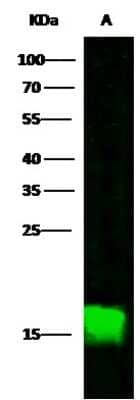 Western Blot: CALML3 Antibody [NBP3-00001]