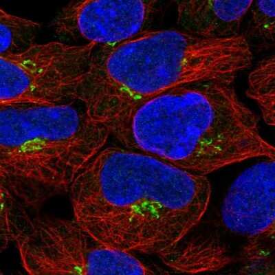 Immunocytochemistry/ Immunofluorescence: CALML4 Antibody [NBP2-14434]