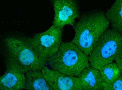 Immunocytochemistry/ Immunofluorescence: CALML5 Antibody (158) [NBP2-89982]