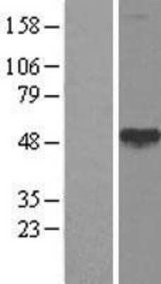 Western Blot: Calreticulin-2/CALR3 Overexpression Lysate [NBL1-08656]