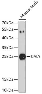 Western Blot: CALY AntibodyBSA Free [NBP2-92024]