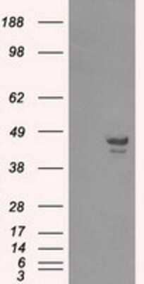 Western Blot: CAMKID Antibody (OTI2C6) [NBP2-02314]