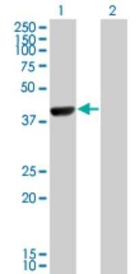 Western Blot: CAMKID Antibody (3H8) [H00057118-M10]