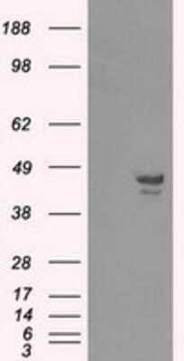 Western Blot: CAMKID Antibody (OTI2C6)Azide and BSA Free [NBP2-72074]