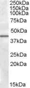 Western Blot: CAMKID Antibody [NBP1-28803]