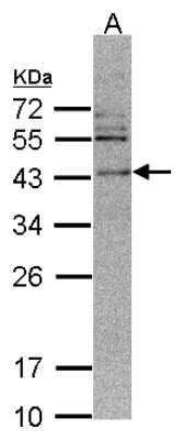 Western Blot: CAMKID Antibody [NBP1-32831]