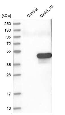 Western Blot: CAMKID Antibody [NBP1-85589]