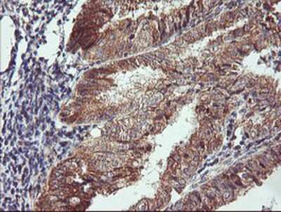 Immunohistochemistry-Paraffin: CAMLG Antibody (OTI1A3) [NBP2-01801]