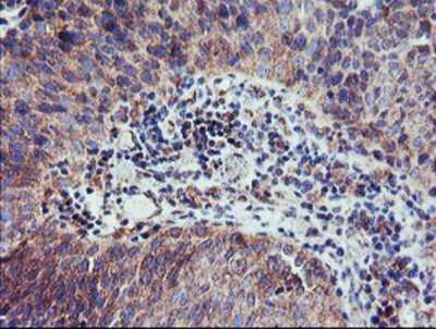 Immunohistochemistry-Paraffin: CAMLG Antibody (OTI1A3) [NBP2-01801]