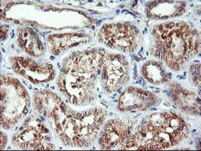 Immunohistochemistry-Paraffin: CAMLG Antibody (OTI1A3) [NBP2-01801]