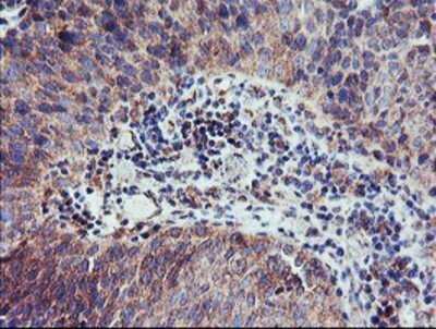 Immunohistochemistry: CAMLG Antibody (OTI1A3) - Azide and BSA Free [NBP2-70331]