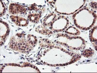 Immunohistochemistry: CAMLG Antibody (OTI1A3) - Azide and BSA Free [NBP2-70331]