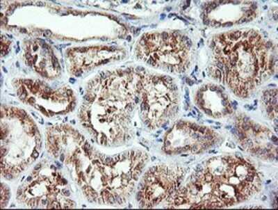 Immunohistochemistry: CAMLG Antibody (OTI1A3) - Azide and BSA Free [NBP2-70331]