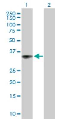 Western Blot: CAMLG Antibody [H00000819-B01P]