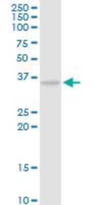 Western Blot: CAMLG Antibody [H00000819-D01P]