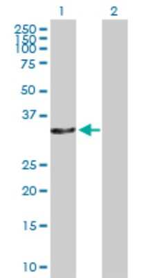 Western Blot: CAMLG Antibody [H00000819-D01P]