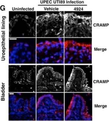 Immunocytochemistry/ Immunofluorescence: CAMP/Cathelicidin Antibody [NB100-98689]