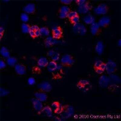 Immunocytochemistry/ Immunofluorescence: CAMP/Cathelicidin Antibody (OSX12) [NBP1-46781]