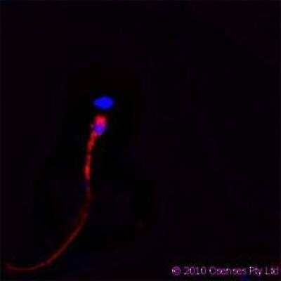 Immunocytochemistry/ Immunofluorescence: CAMP/Cathelicidin Antibody (OSX12) [NBP1-46781]