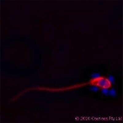 Immunocytochemistry/ Immunofluorescence: CAMP/Cathelicidin Antibody (OSX12) [NBP1-46781]