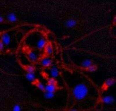Immunocytochemistry/ Immunofluorescence: CAMP/Cathelicidin Antibody (OSX12) [NBP1-46781]