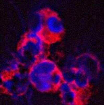 Immunocytochemistry/ Immunofluorescence: CAMP/Cathelicidin Antibody (OSX12) [NBP1-46781]