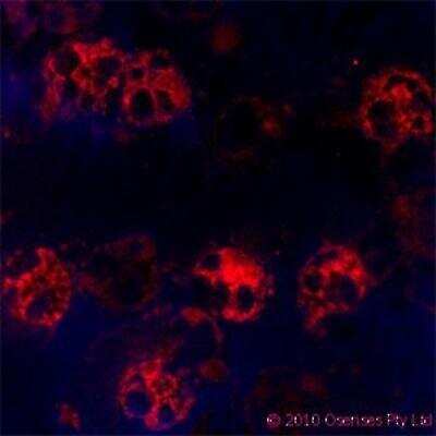 Immunocytochemistry/ Immunofluorescence: CAMP/Cathelicidin Antibody (OSX12) [NBP1-46781]