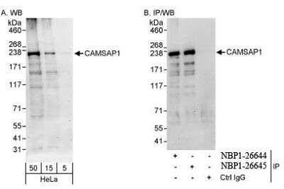 Western Blot: CAMSAP1 Antibody [NBP1-26644]