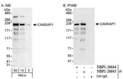 Western Blot: CAMSAP1 Antibody [NBP1-26645]