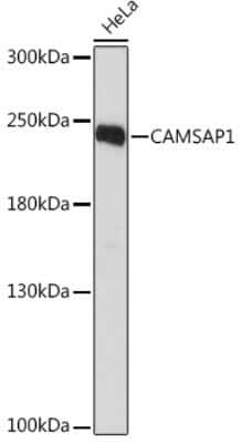 Western Blot: CAMSAP1 AntibodyAzide and BSA Free [NBP3-15553]