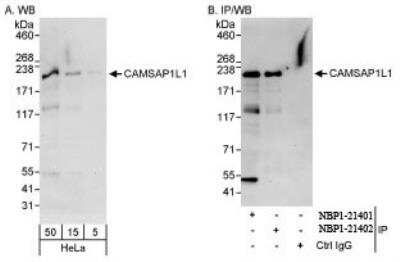 Western Blot: CAMSAP1L1 Antibody [NBP1-21401]