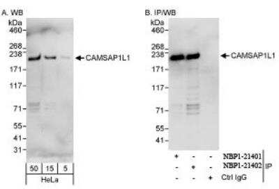Western Blot: CAMSAP1L1 Antibody [NBP1-21402]
