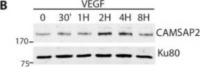 Western Blot: CAMSAP1L1 Antibody [NBP1-21402]