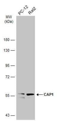 Western Blot: CAP1 Antibody [NBP1-31718]