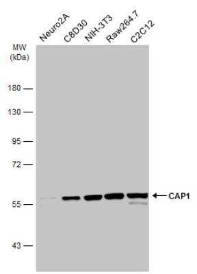 Western Blot: CAP1 Antibody [NBP1-31718]