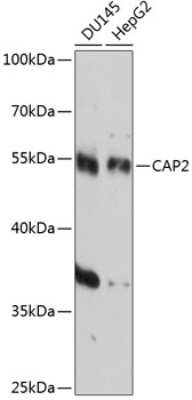 Western Blot: CAP2 AntibodyAzide and BSA Free [NBP2-92158]