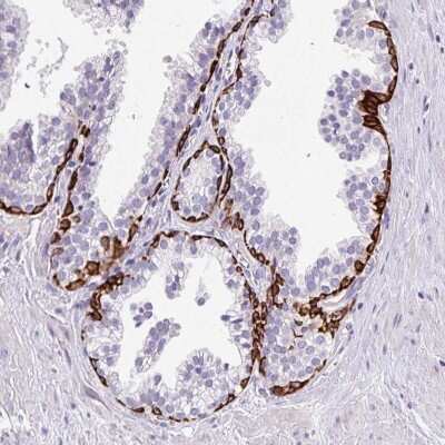 Immunohistochemistry-Paraffin: CAPC / LRRC26 Antibody [NBP2-30877]