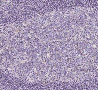 Immunohistochemistry-Paraffin: CAPC / LRRC26 Antibody [NBP2-30877]