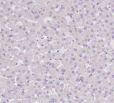 Immunohistochemistry-Paraffin: CAPC / LRRC26 Antibody [NBP2-30877]