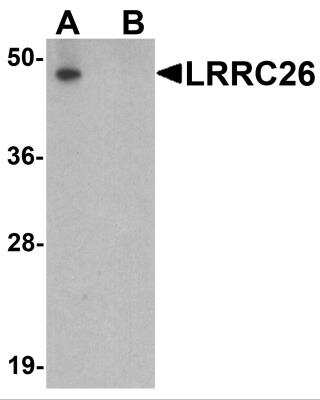 Western Blot: CAPC / LRRC26 AntibodyBSA Free [NBP2-81900]