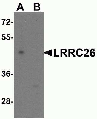 Western Blot: CAPC / LRRC26 AntibodyBSA Free [NBP2-81900]