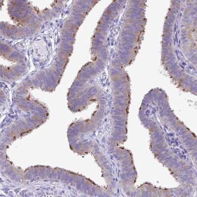 Immunohistochemistry-Paraffin: CAPSL Antibody [NBP2-14437]