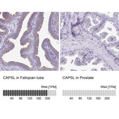 Immunohistochemistry-Paraffin: CAPSL Antibody [NBP2-14437]