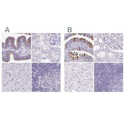 Immunohistochemistry-Paraffin: CAPSL Antibody [NBP2-14437]