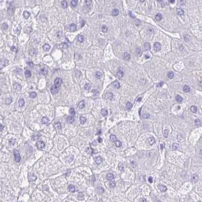 Immunohistochemistry-Paraffin: CAPSL Antibody [NBP2-14437]