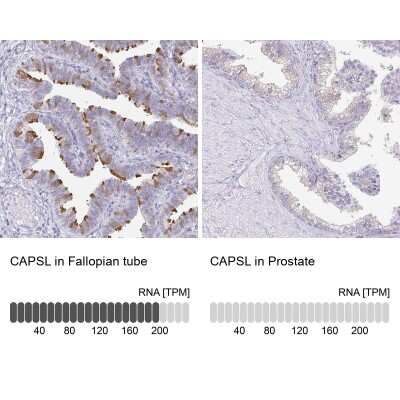 Immunohistochemistry-Paraffin: CAPSL Antibody [NBP2-32387]