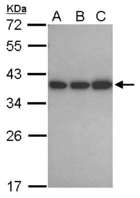 Western Blot: CAPZA1 Antibody [NBP2-15693]